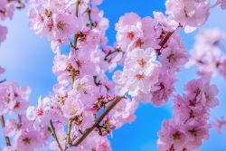 Cherry blossoms and blue sky